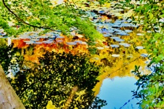 秋色を映す池