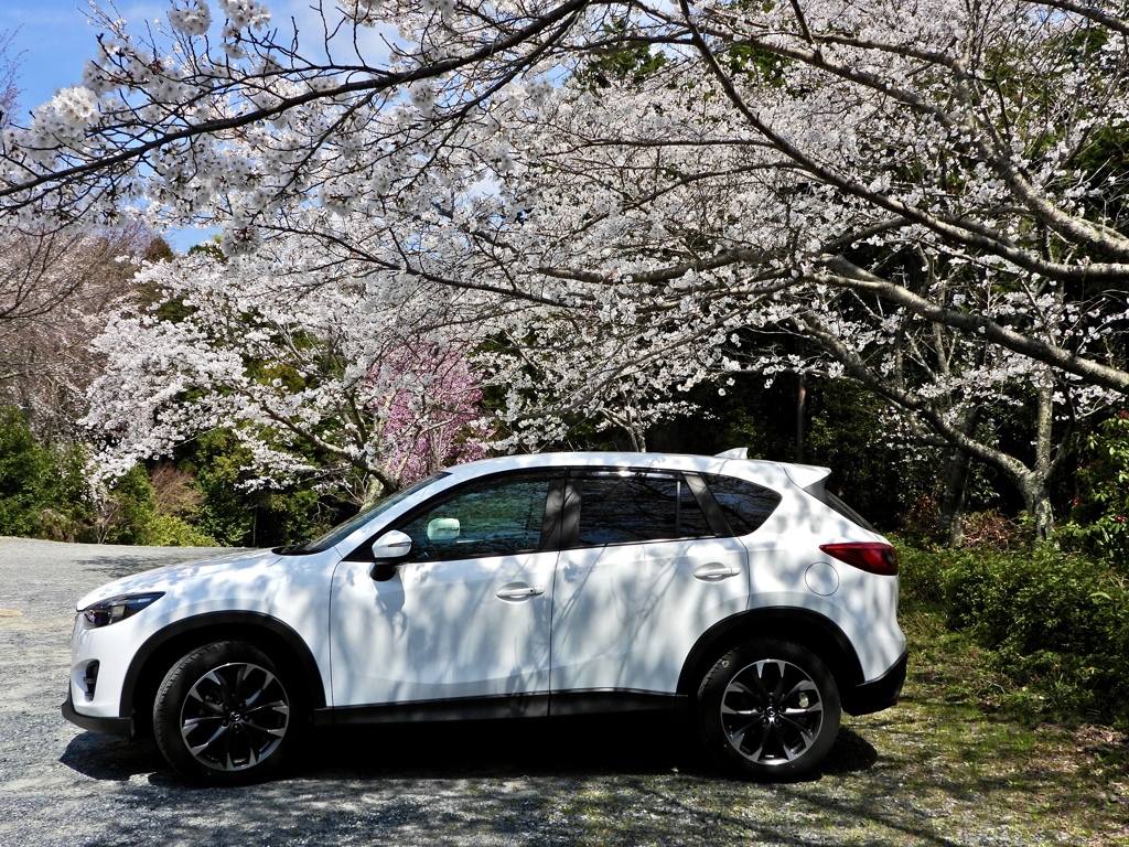 桜と愛車