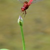 ハスの花の咲く頃