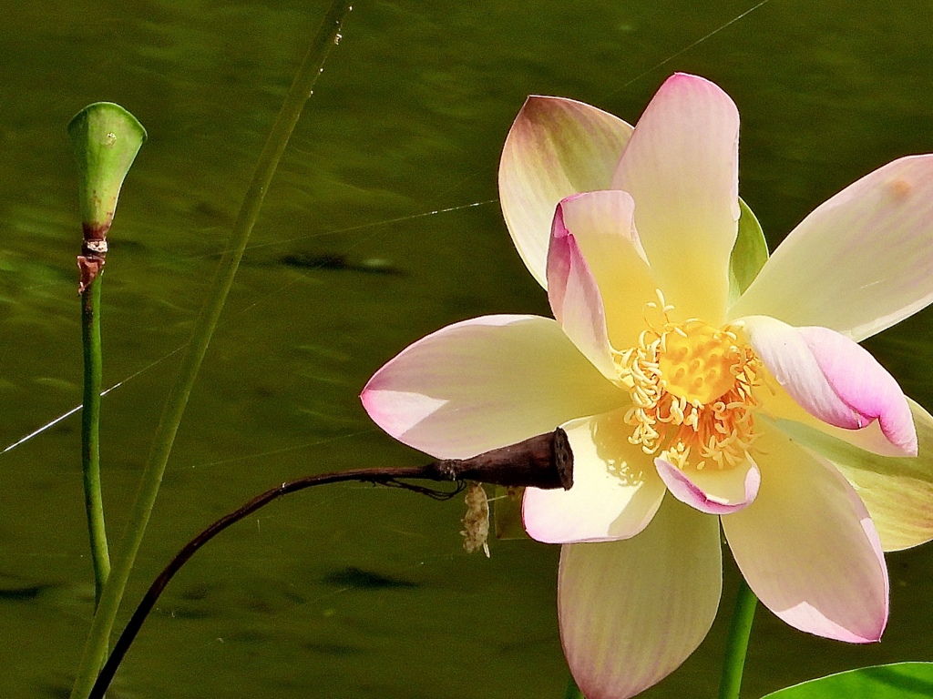 カラオケをするハスの花