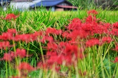 里山の秋