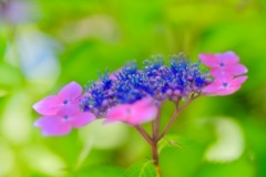 艶やかな紫陽花