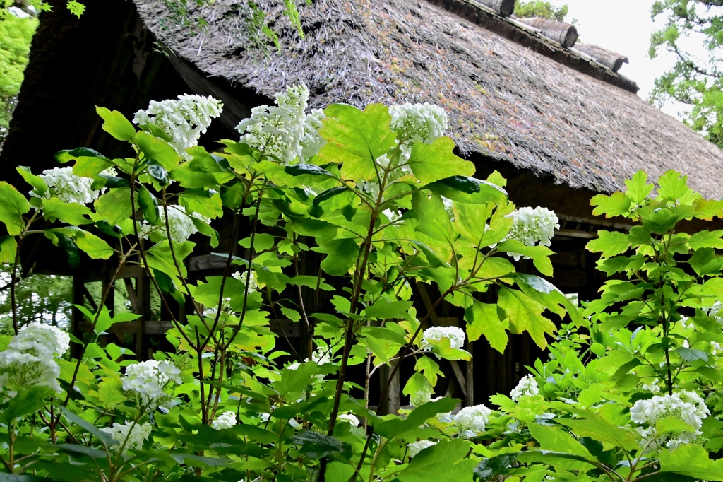 紫陽花の咲く寺