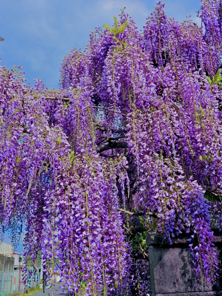 お隣りさん家に咲く藤の花