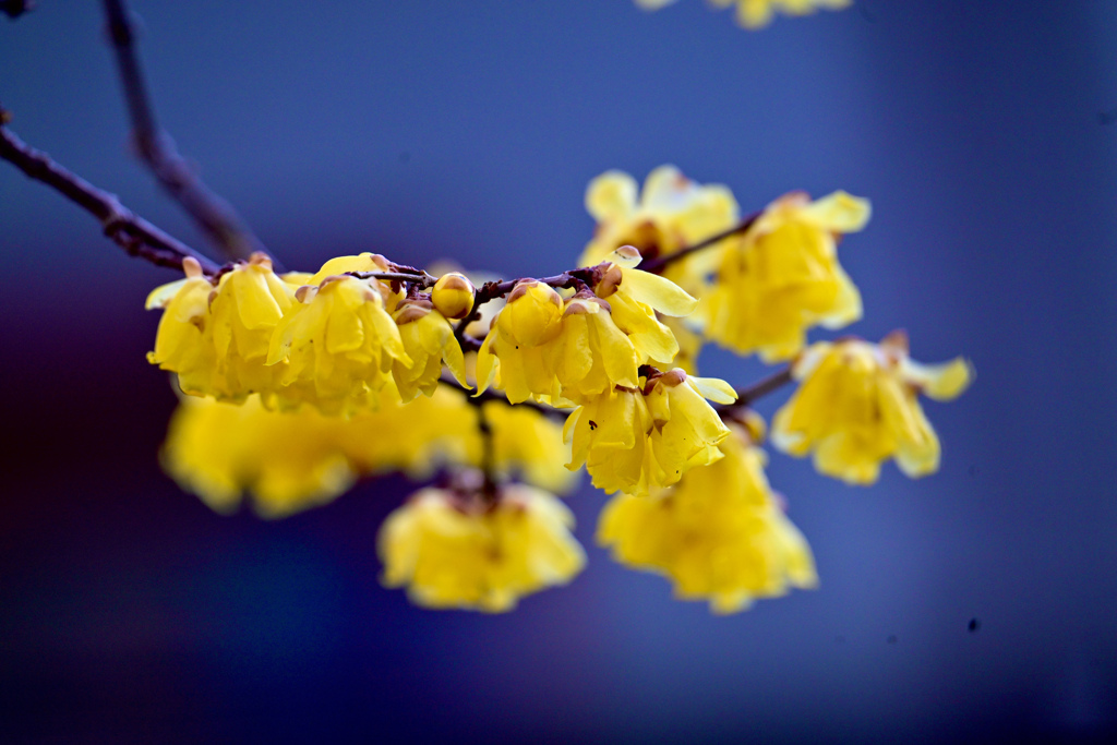 美しく咲く蝋梅