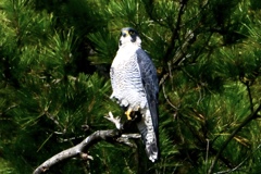 凛としたハヤブサ