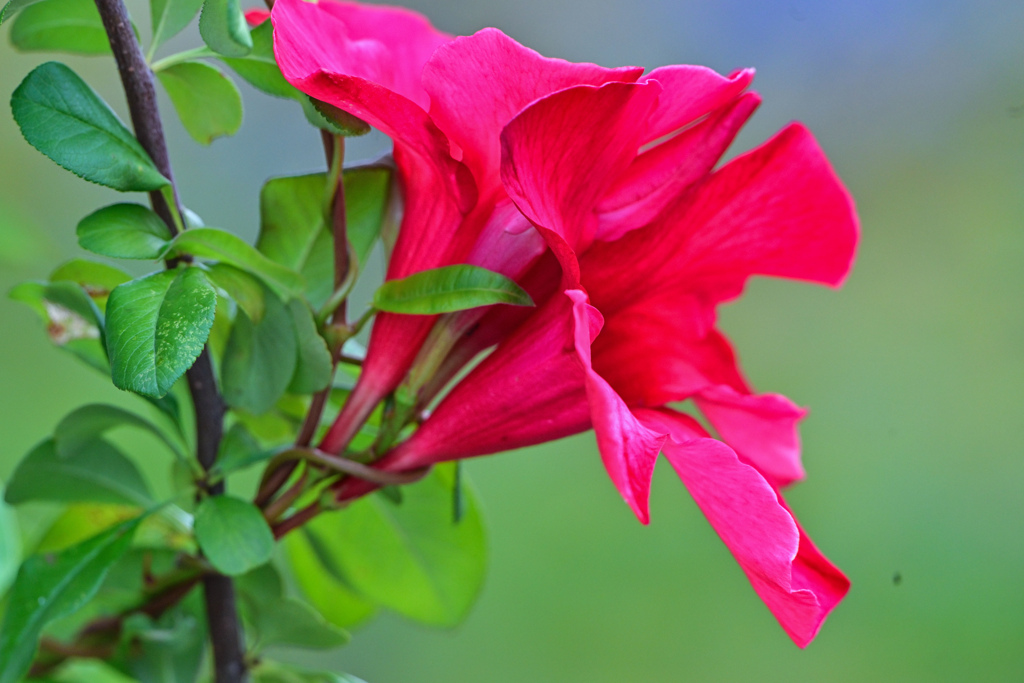 燃える花