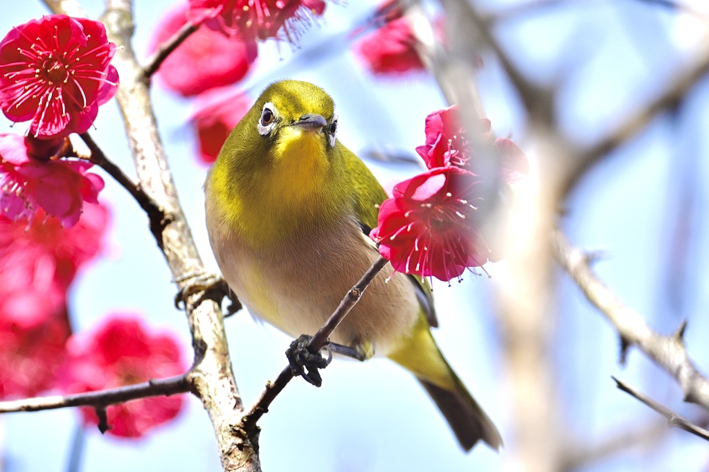 ウメジロー来た〜＾＾