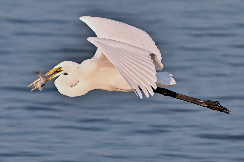 ゲットだぜ〜！