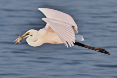 ゲットだぜ〜！