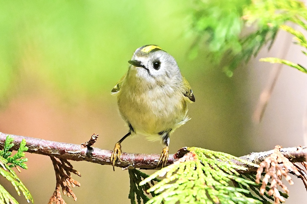 キュートなキクちゃん＾＾