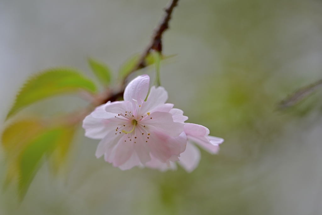冬桜萌〜‼︎
