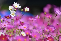 萌る花たち