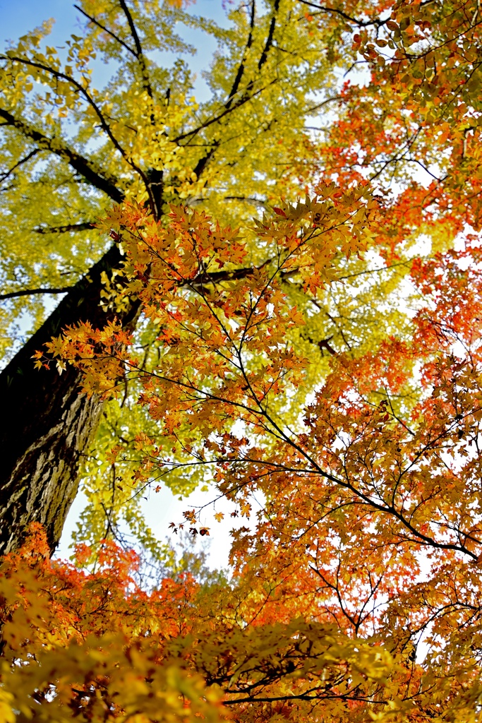 聳える紅葉