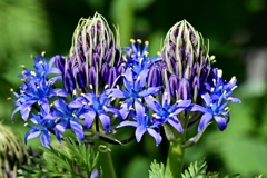 仲良く咲く花