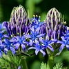 仲良く咲く花