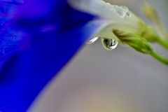 庭先の雨上がり