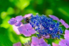 鮮やかな紫陽花2