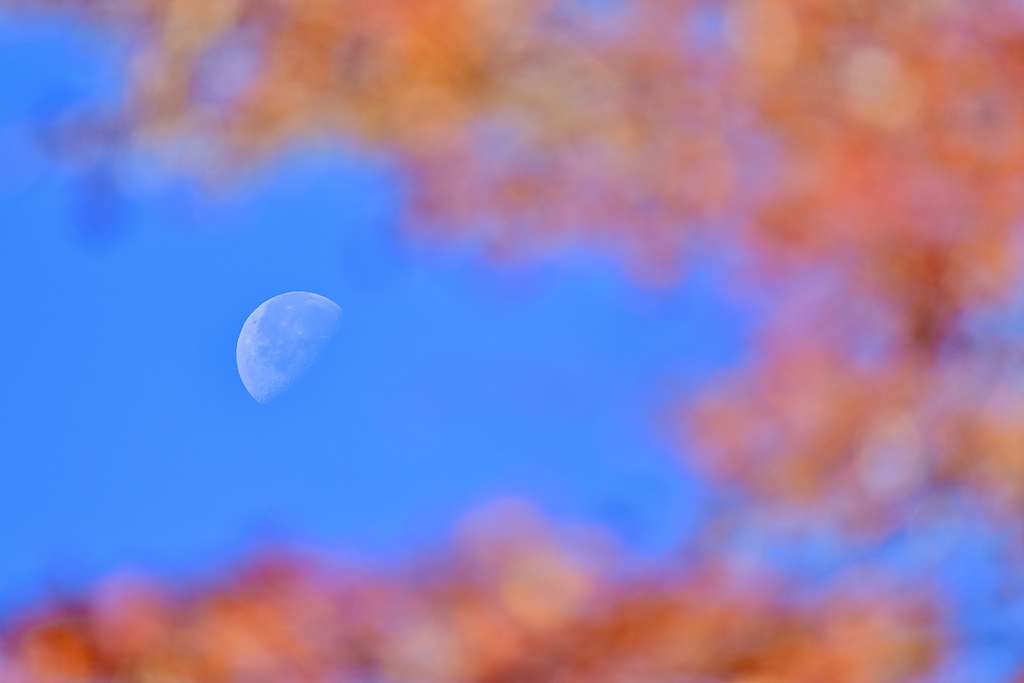 お月様と残り紅葉