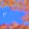 お月様と残り紅葉