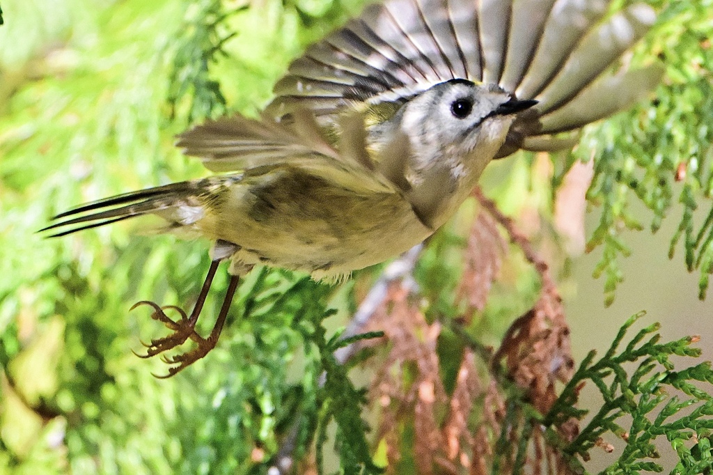 あっ！目の前を飛ぶキクちゃん