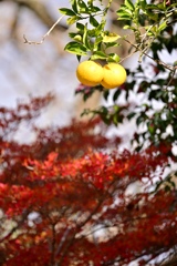 紅葉と夏みかん