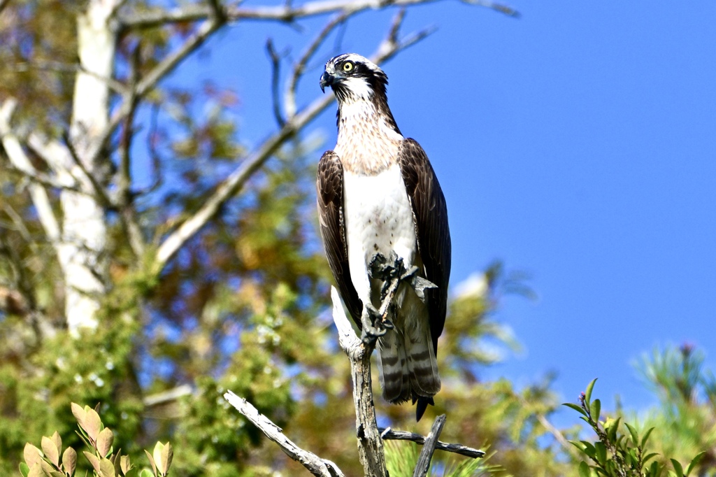 休憩中のミサゴ