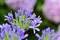 アバカンサスと紫陽花