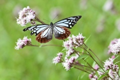 アサギマダラの飛翔