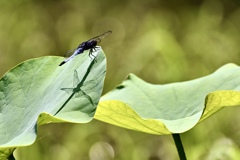 蓮の葉に休むシオカラトンボ