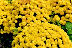 黄色の花園