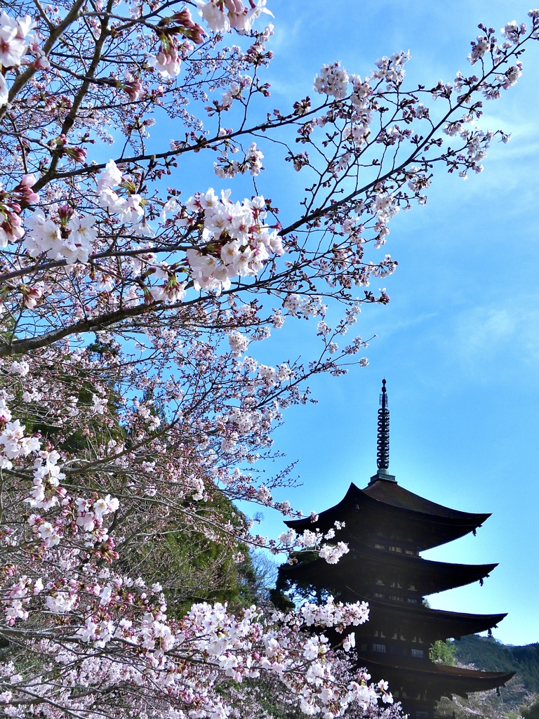 桜に映える五重の塔
