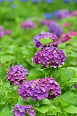 アレ紫陽花から新芽？