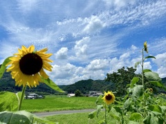 里山の夏