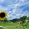 里山の夏