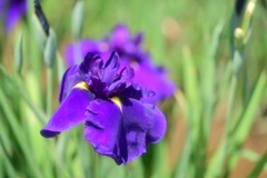 鮮やかな菖蒲