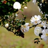 サザンカ咲く散歩道