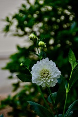 木陰に咲く