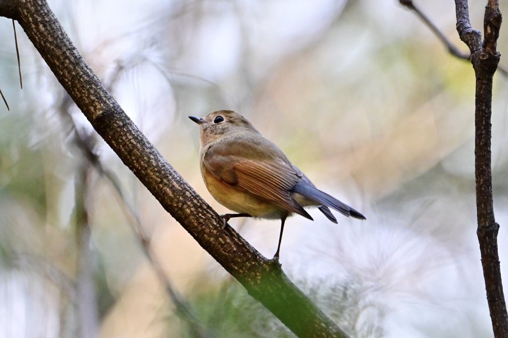 ルリ子さん発見＾＾