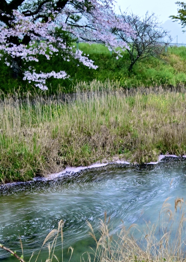 花筏流れる頃