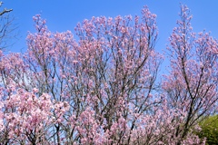 啓翁桜満開！