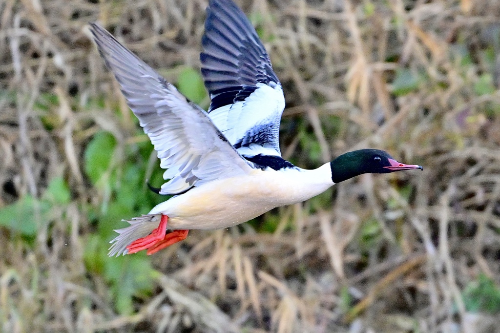 カワアイサの飛翔