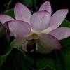 透き通る花弁