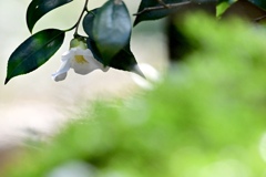 一輪の花