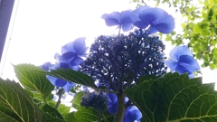 庭先の紫陽花2