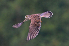 飛び出すチョウゲンボウ