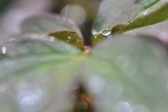 雨上がり・光刺す‼︎