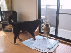 ポメにたじたじのマウンテンバーニーズ