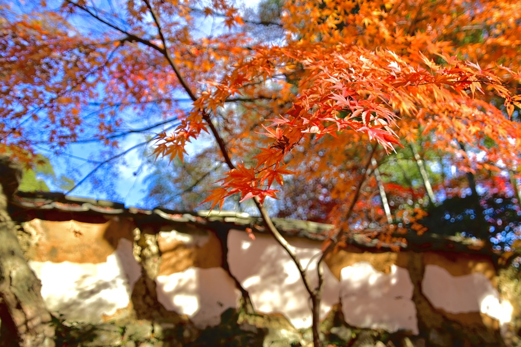 晩秋の古刹