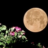 満月とバラの花